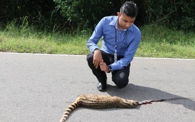 වාහනයකට යටවී ප්‍රාණය නිරුද්ධ වූ අසරණ සතා