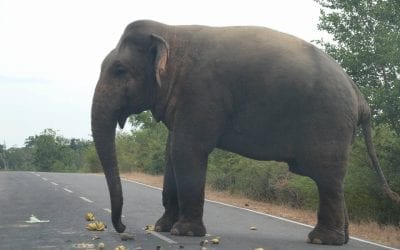 කතරගමට යන අතරමග
