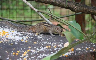 මගේ පුංචි ලේන් පැටියා