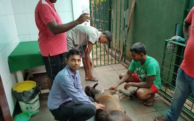 වහු පැටියෙක්ගේ ජීවිතය බේරගත්තා