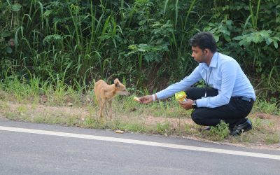 අනතුරකට ලක්වී ආබාධිතව සිටින බලු පැටියා